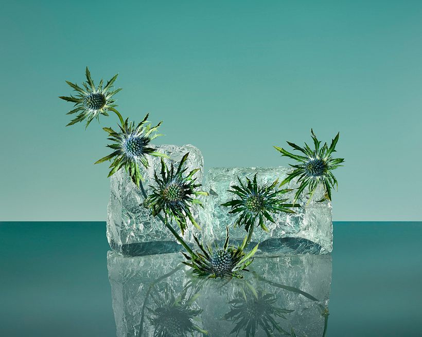 Freezing Flowers  1