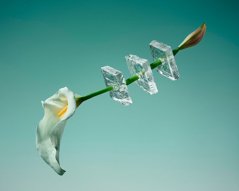 Freezing Flowers  3