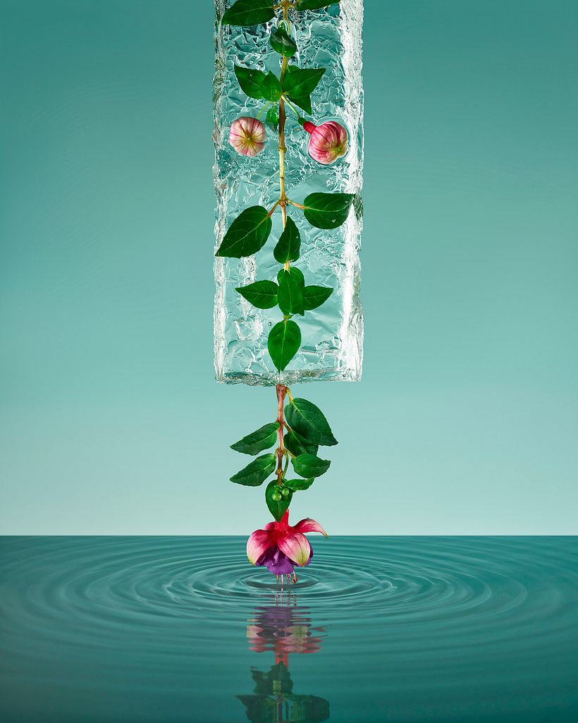 Freezing Flowers  4