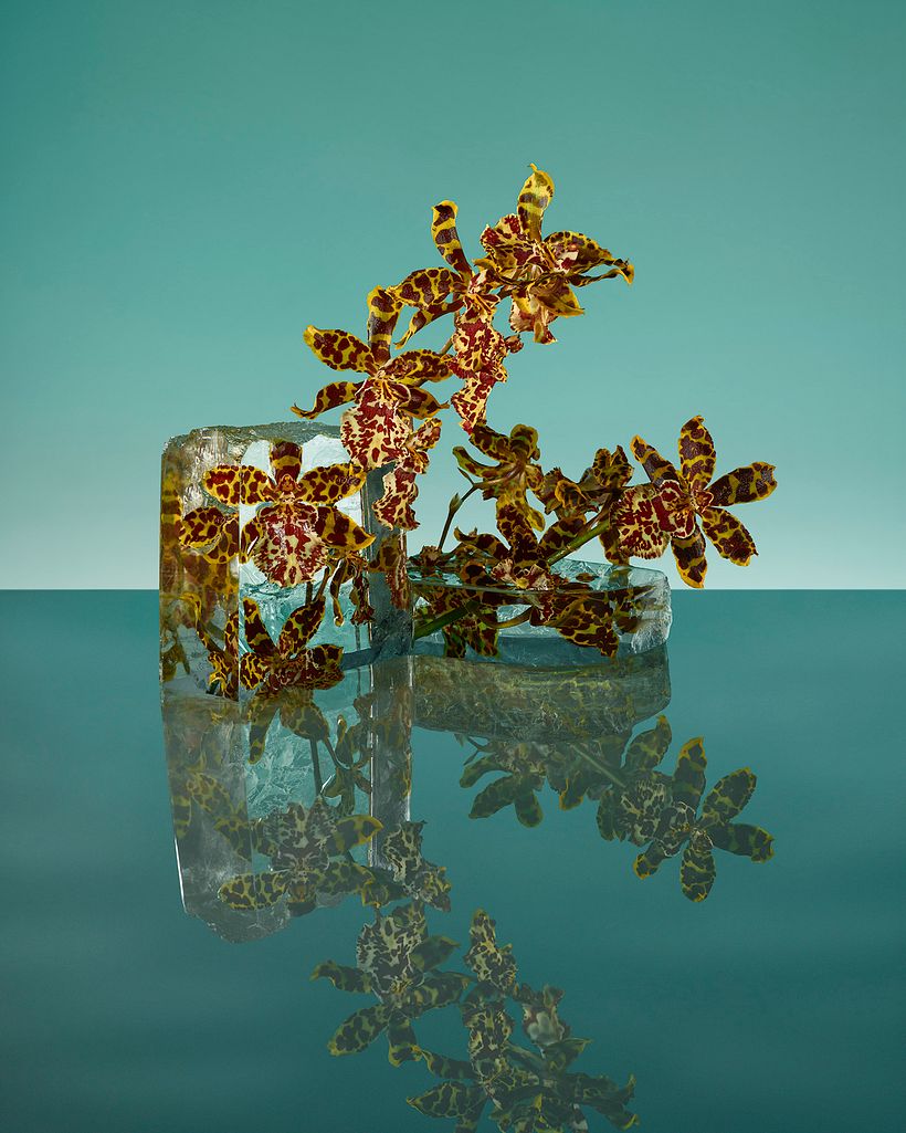 Freezing Flowers  5