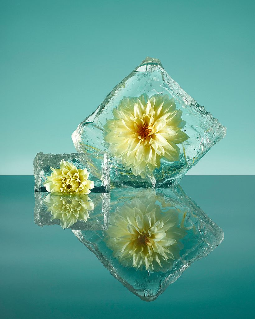 Freezing Flowers  6