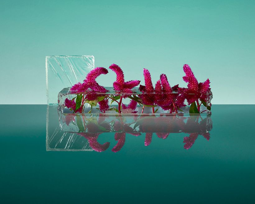 Freezing Flowers  7
