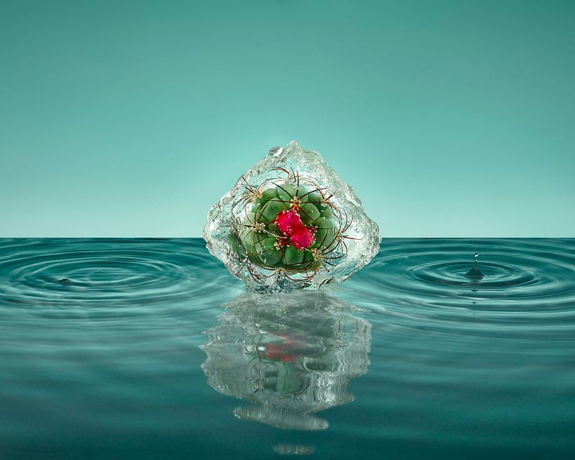 Freezing Flowers  9