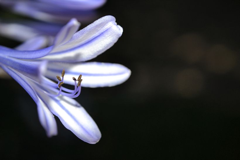 Botánico - Macro 2