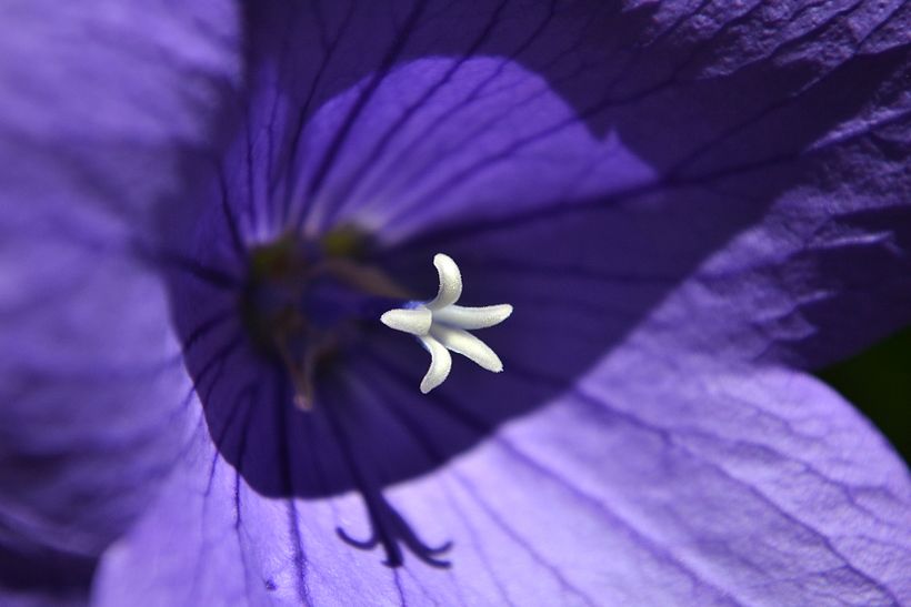 Botánico - Macro 0