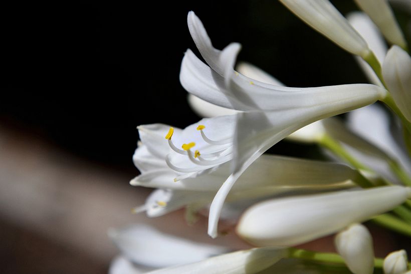 Botánico - Macro 3