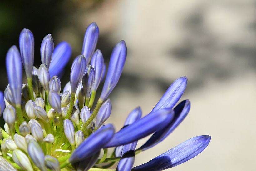 Botánico - Macro 8