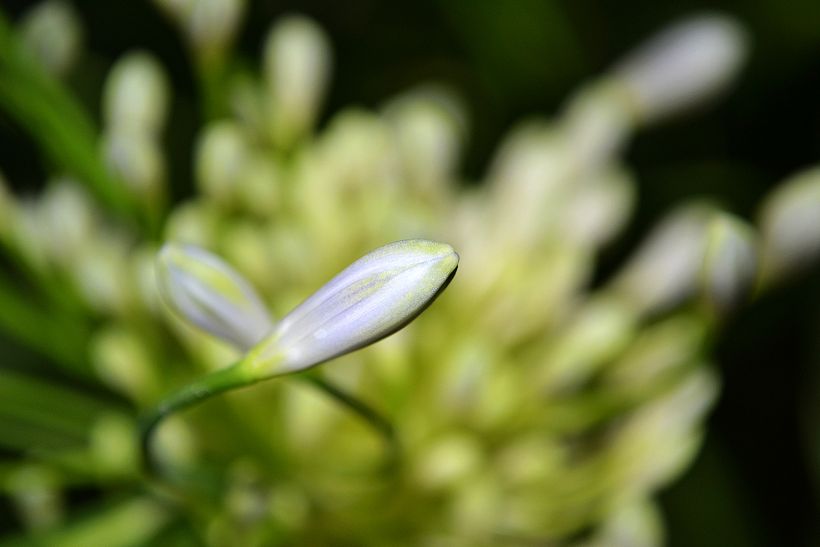 Botánico - Macro 9