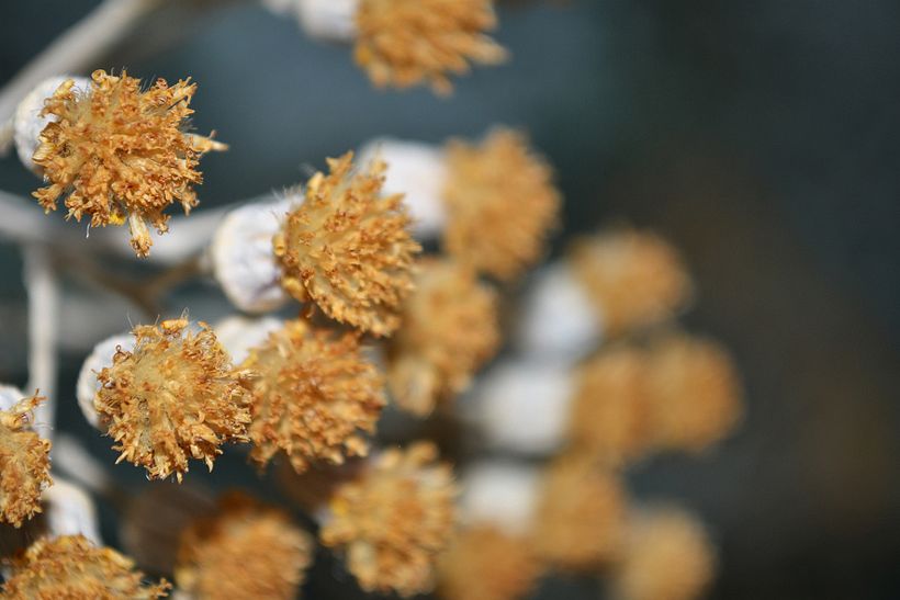 Botánico - Macro 11