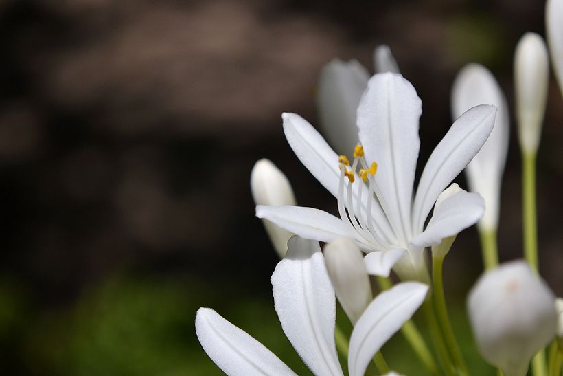 Botánico - Macro 5