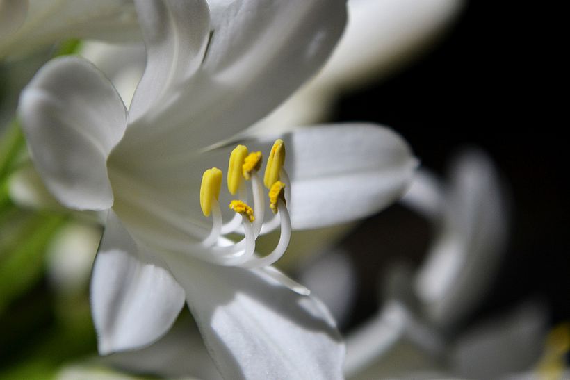 Botánico - Macro 16