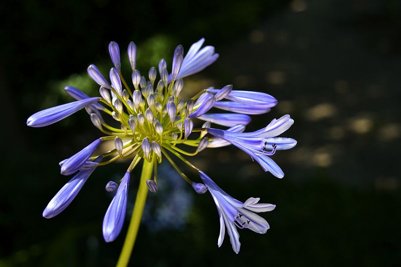 Botánico - Macro 4