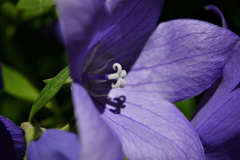 Botánico - Macro 13