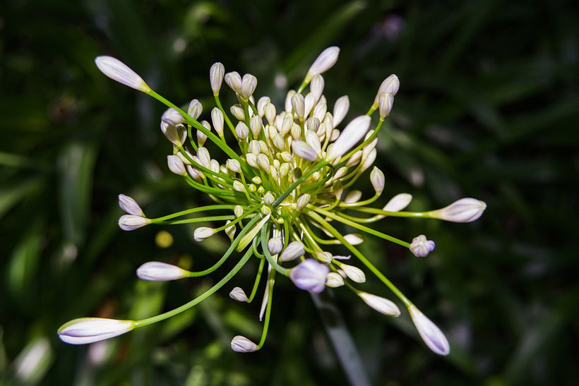 Botánico - Macro 10