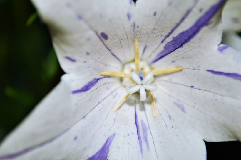 Botánico - Macro 1