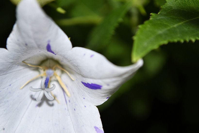 Botánico - Macro 7