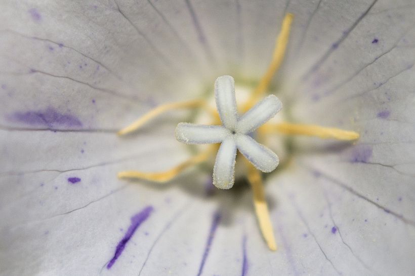 Botánico - Macro 14