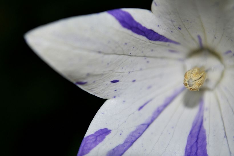 Botánico - Macro 17