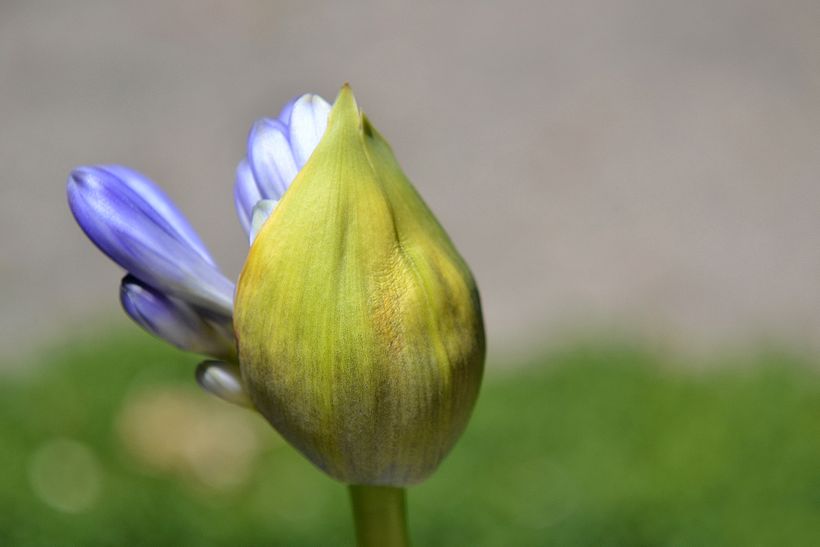 Botánico - Macro 15
