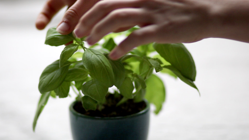 Healthy Recipe Video (Student Project) 8