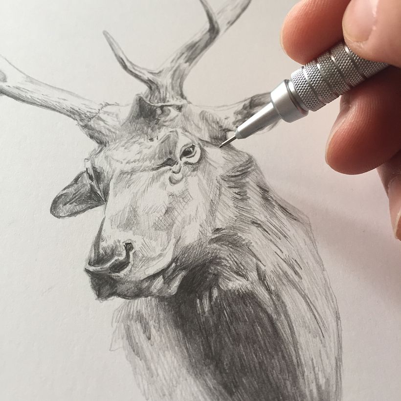 CERVUS 1