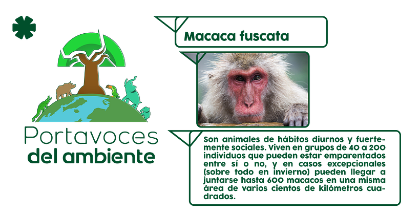 Rebranding | Portavoces del Ambiente. 13