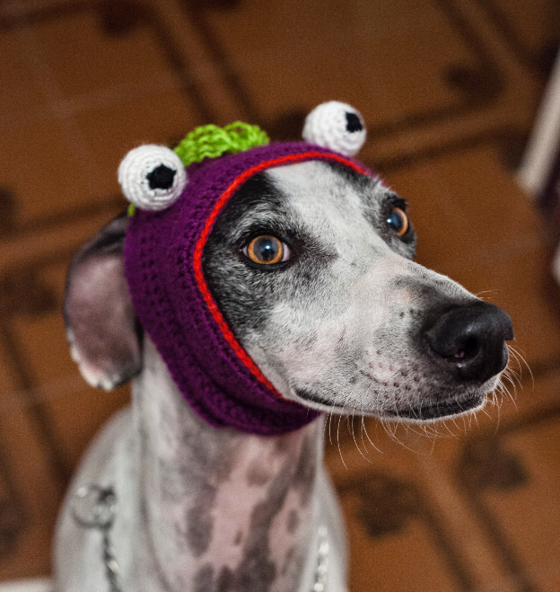 Mangato sin orejas 0