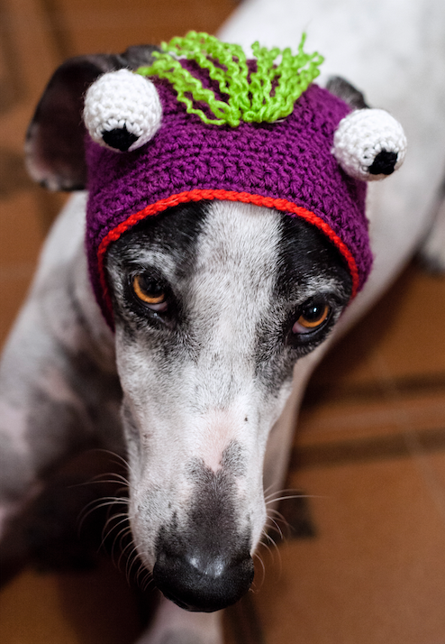 Mangato sin orejas 1