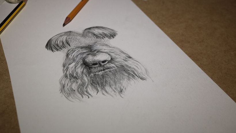 Perro 0