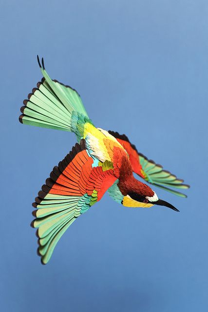 European bee eater  1