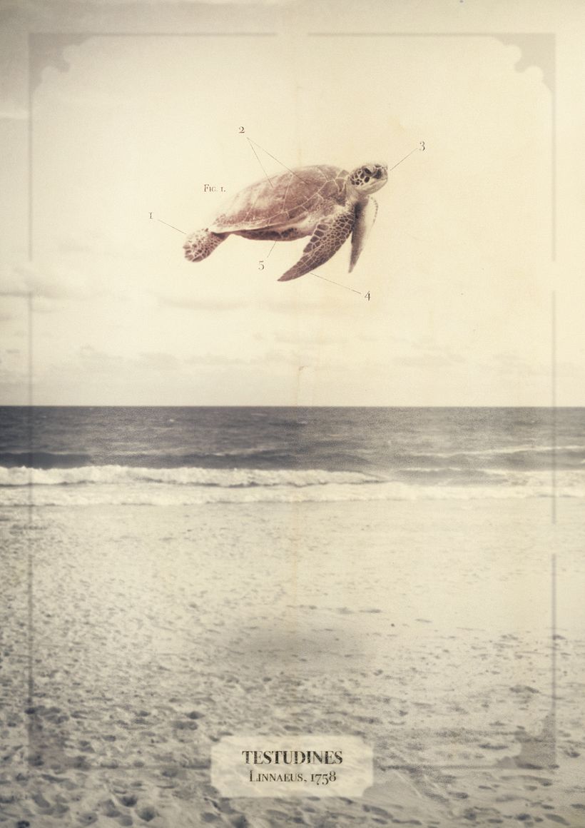 Animales 4