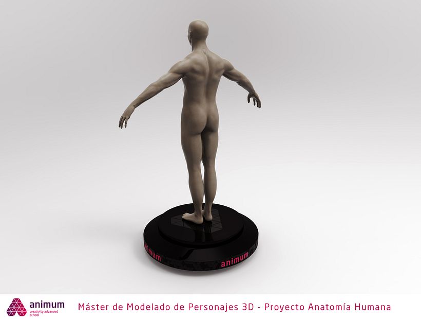Estudio de anatomía -1