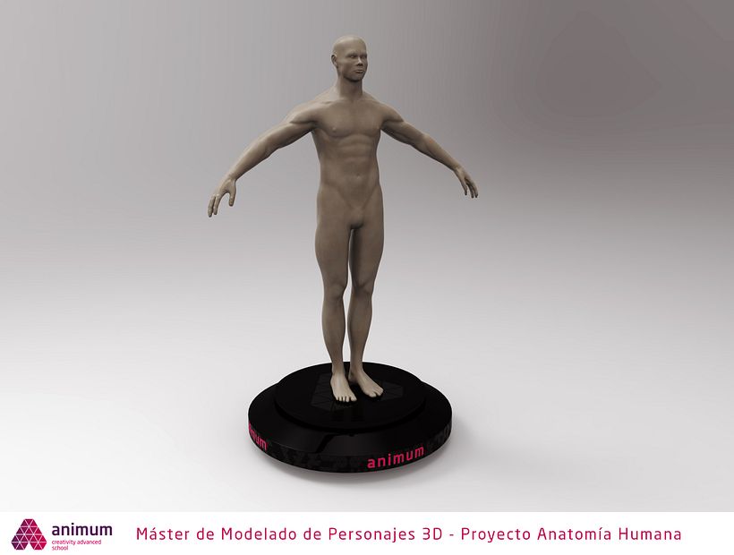 Estudio de anatomía 0