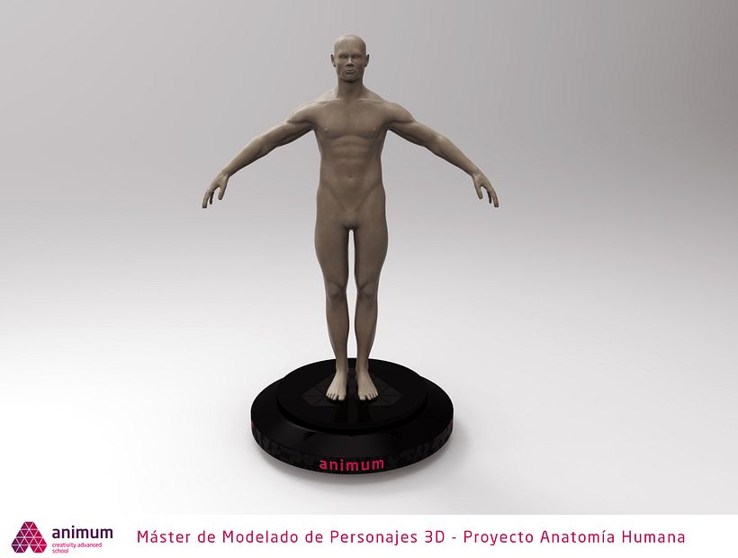 Estudio de anatomía 2