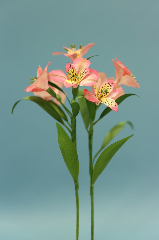 Alstroemerias (Flores)  -1