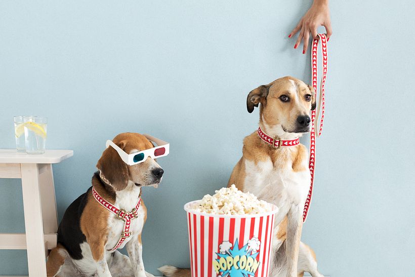 The Bark Co 3