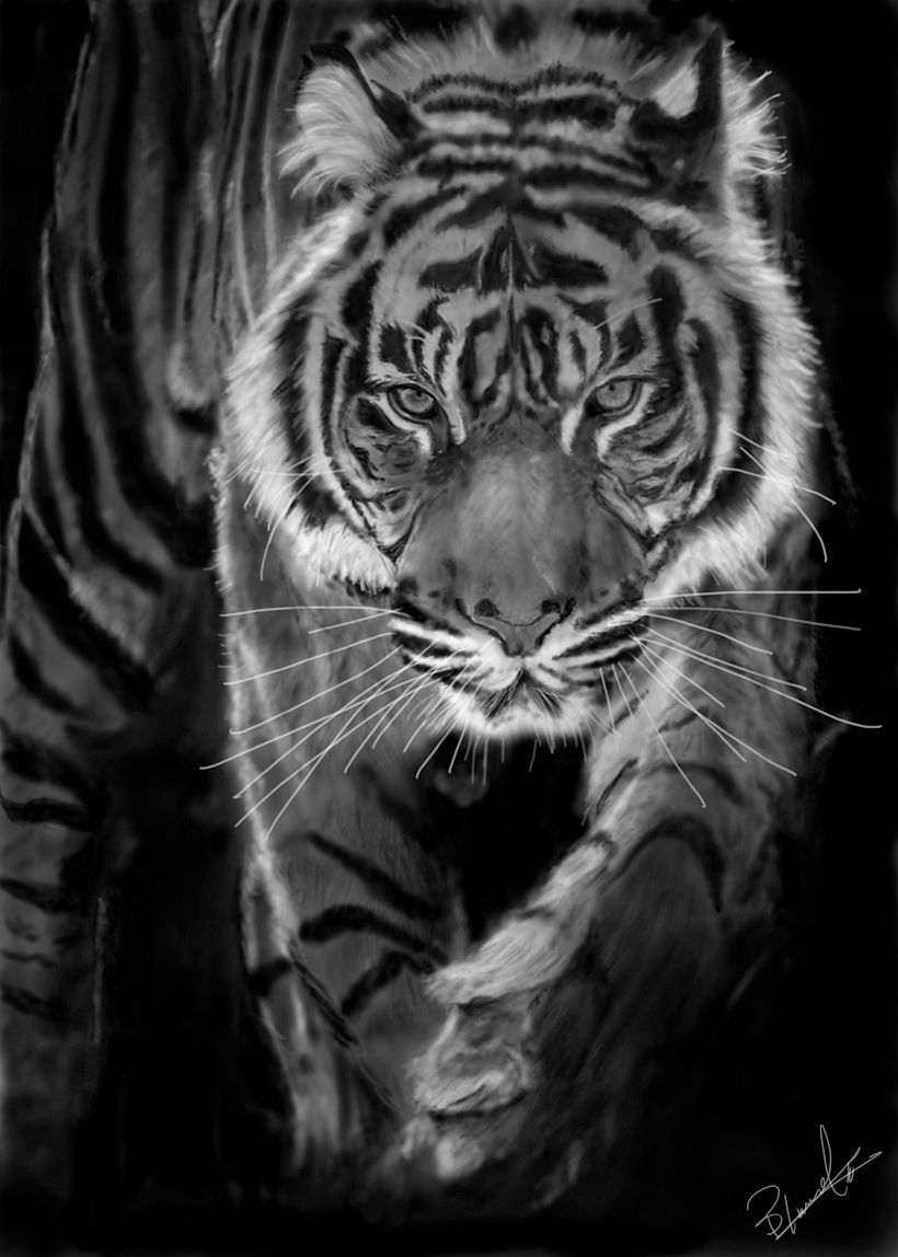 Tigre Agazapado -1