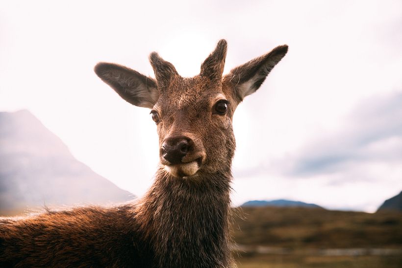 Whole a week in Scotland 13