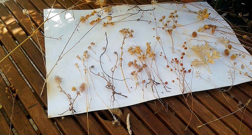 Piara. Ilustraciones y diseño. 19