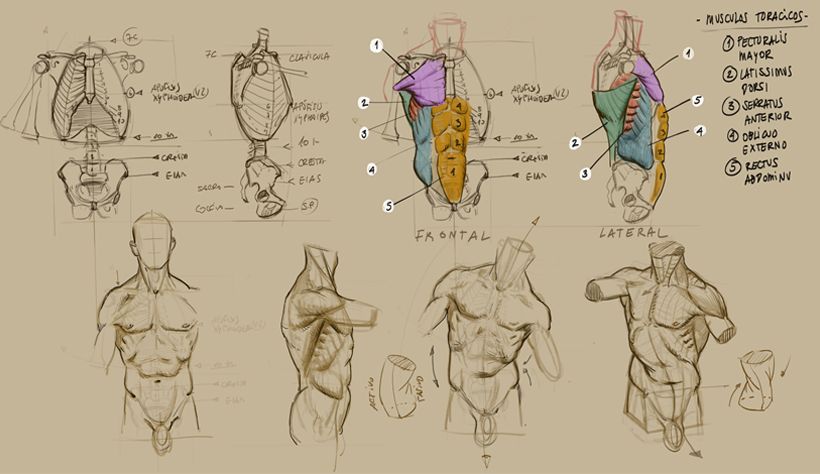 Dibujo Anatómico  -1