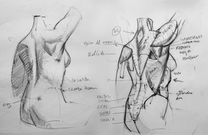 Dibujo Anatómico  0