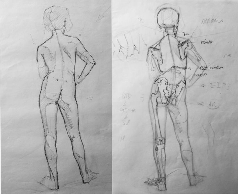 Dibujo Anatómico  1