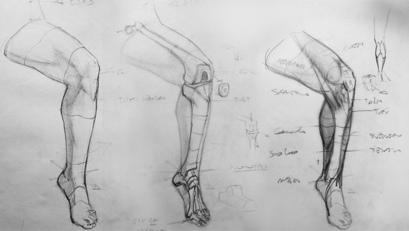 Dibujo Anatómico  6