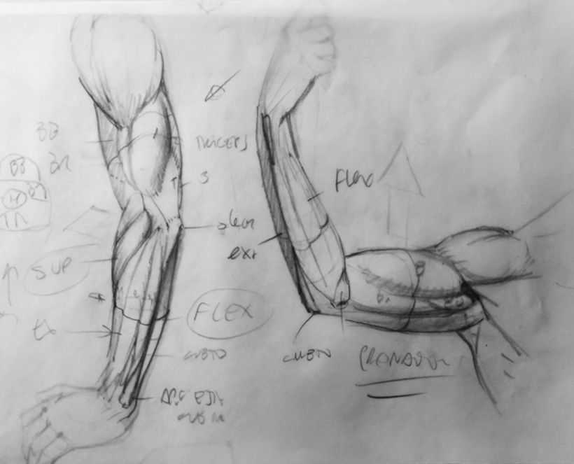 Dibujo Anatómico  9