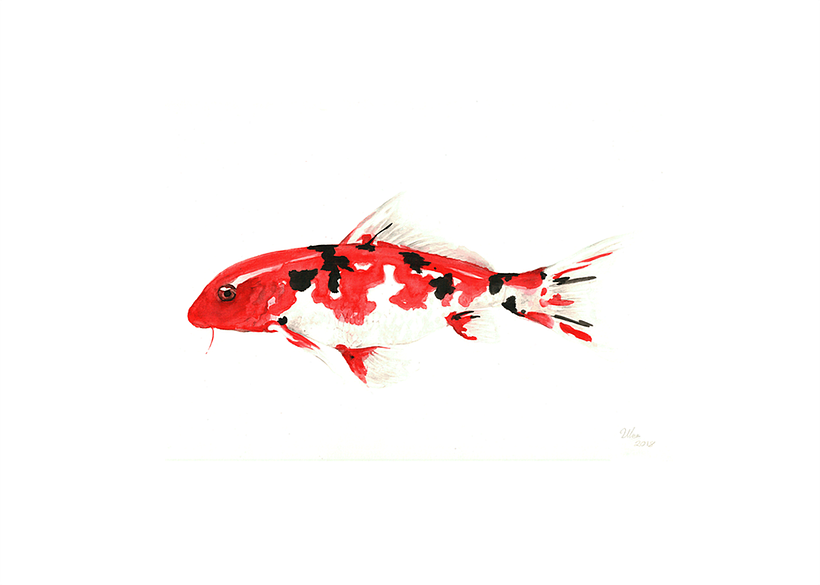 Peces 0
