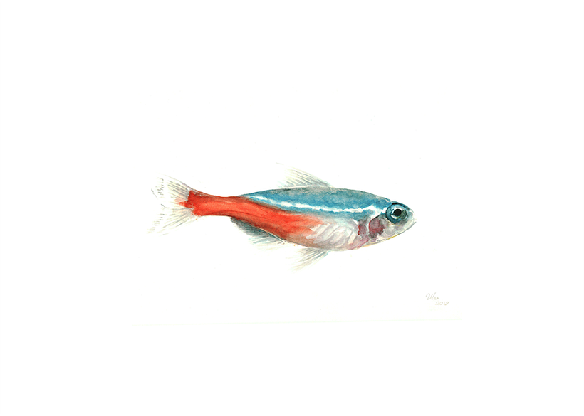 Peces 1
