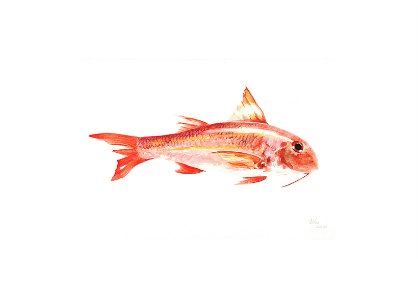 Peces 3