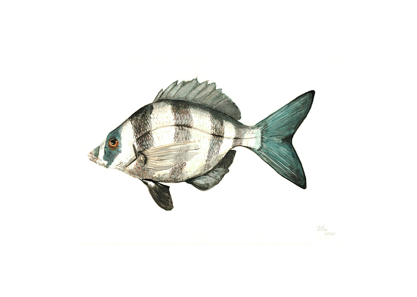 Peces 2