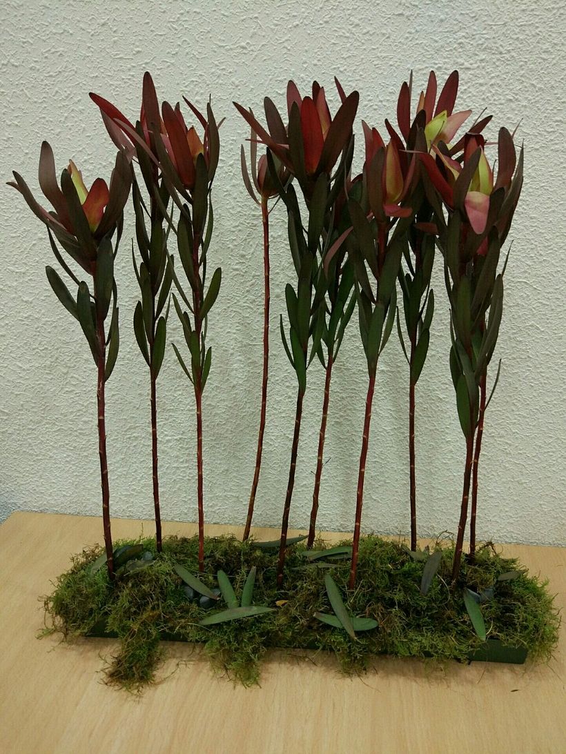 Centro Formal Paralelo monocultivo. Arte Floral 3