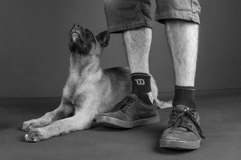 People and Dogs in studio 8